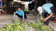 Triển vọng mô hình trồng dưa chuột liên kết ở Lào Cai
