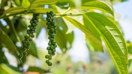Giá tiêu nội địa bình ổn ở ngưỡng cao, DN đẩy mạnh thu mua để đáp ứng đơn hàng từ châu Âu và Mỹ