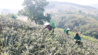 Dứa được mùa nông dân Lào Cai phấn khởi
