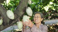 Loại cây xuất xứ từ Trung Mỹ, ra quả to bự ở Đồng Nai, dân bẻ bán giá cao chót vót
