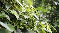 Giá tiêu lao dốc cực mạnh tại các vùng trồng trọng điểm, Mỹ là thị trường mua tiêu lớn nhất của Việt Nam