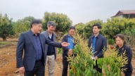 Đây là giống cây đặc sản mới nhất ở Sơn La, quả ngon ánh vàng