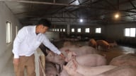Hòa Bình: Dịch tả lợn châu Phi nguy cơ tái bùng phát rình rập