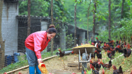 Bỏ về quê làm nông dân, một người Hòa Bình biến rác gì thành tiền, thu 500 triệu/năm?
