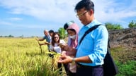 Ứng dụng chế phẩm sinh học vào trồng lúa, biến rơm rạ thành chất dinh dưỡng, lúa tốt bời bời, môi trường trong lành