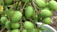 Miền Tây hương vị, một loại quả dại xưa tha la mặt nước, tiện tay vặt ăn vui mồm, hay hóa thành đặc sản lạ miệng