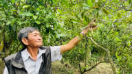 Trông như mọc dại bên cồn ở An Giang, thứ cây này thấp tè ra trái quá trời, dân bẻ bán 50.000 đồng/kg