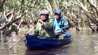 Chuyện rắn hổ mang to đùng ở khu rừng dài từ Kiên Giang đến Cà Mau, nghe lời kể ly kỳ, chưa có tấm hình nào