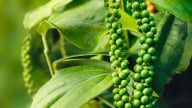 Giá tiêu vững, nhu cầu hạt tiêu của thị trường Mỹ khá tốt đối với các đơn hàng dài hạn