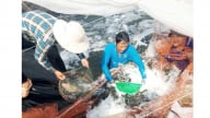 Nuôi tôm công nghệ cao ở Tiền Giang kiểu gì mà dày đặc, bắt 40-50 tấn tôm/ha, nuôi 4 vụ/năm, lãi ròng 40%?