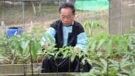 Sâm Ngọc Linh Sơn La: Kỳ vọng đổi đời cho đồng bào vùng cao