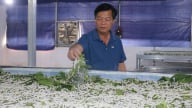 Mô hình trồng dâu nuôi tằm giúp nông dân Lào Cai thoát nghèo, nay có hộ thu hơn 30 triệu/tháng 