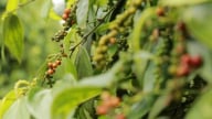 Thị trường lớn truyền thống vẫn ổn định, tạo động lực tích cực cho giá tiêu