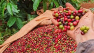 Giá cà phê liên tục đảo chiều, lại tăng lên mạnh mẽ hôm nay