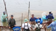 Sáp nhập, hợp nhất thành công, một xã ở Thái Bình đang nuôi cá khỏe, tôm ngon, ra ngõ đụng triệu phú
