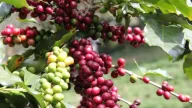 Làn sóng tăng giá khiến nhiều người bắt đầu điều chỉnh thói quen tiêu dùng cà phê