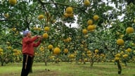 Biến 'đất nghèo' thành vườn bưởi ngon trĩu quả, một nông dân Hòa Bình thu nửa tỷ/năm