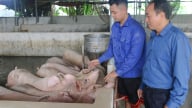 Đây là các mô hình chăn nuôi hiệu quả ở miền núi tỉnh Phú Thọ cho thu nhập tốt hơn, giảm nghèo bền vững