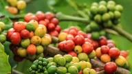 Giá cà phê tiếp tục giảm đồng loạt, lạc quan về triển vọng nguồn cung tại Brazil