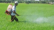  Nông dân Hải Phòng xuống đồng phòng diệt trừ sâu cuốn lá nhỏ, bệnh đạo ôn trên lúa xuân
