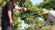Khánh Hòa: Có vốn đầu tư từ Quỹ Hỗ trợ nông dân, nông dân Cam Lâm yên tâm mở rộng mô hình trồng cây ăn quả