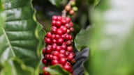 Giá cà phê hai sàn biến động trái chiều, Robusta mất giá, trong nước cũng giảm theo