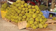 Sự thật đằng sau tấm biển '30.000 đồng/kg sầu riêng'  