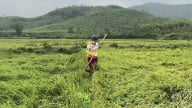 Mưa dông, lốc xoáy, hàng trăm hecta lúa đổ ngã, nông dân Hà Tĩnh thiệt hại lớn 