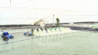Nơi này ở Thái Bình dân nuôi tôm kiểu gì mà lãi khủng, cứ 1ha thu 2-3 tỷ/vụ?