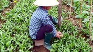 Thứ rau tốt um ngoài đồng, xước tí da thơm xa cả cây số, trồng thành công ở Vĩnh Phúc, dân giàu lên