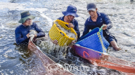 Kiểu nuôi tôm của nông dân Cà Mau không cần thay nước, cho tôm ăn chuối, gừng, ở chung với rong, bắt lên hàng tấn toàn con to khỏe