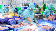 Trung Quốc là động lực lớn thúc đẩy xuất khẩu cá tra Việt Nam, 'ông lớn' nào bán nhiều nhất?