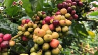 Nguồn cung tăng và nhu cầu bị nghi ngờ, giá cà phê đồng loạt giảm mạnh