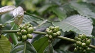 Giá cà phê trong nước đảo chiều tăng bất chấp Robusta thế giới vẫn giảm