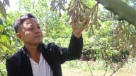 Ở Đắk Lắk có một ông nông dân 'liều' cho 3 cây đặc sản ở chung, ai ngờ đụng trúng 'cục tiền'