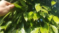 Nhập khẩu tiêu tăng vọt khi diện tích trồng tiêu của Việt Nam bị thu hẹp