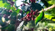 Giá cà phê giảm mạnh, Brazil đang hướng đến vụ thu hoạch Robusta lớn nhất lịch sử