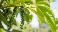 Giá tiêu hôm nay giảm rất mạnh, thị trường nội địa trầm lắng
