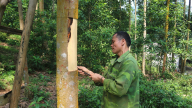 Thu nhập bình quân đầu người ở một huyện của Lào Cai đạt 86 triệu đồng/năm