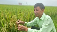 Liên kết sản xuất – tiêu thụ nông sản: Hướng đi hiệu quả giúp nông dân Quảng Bình thoát nghèo
