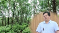 Quảng Ngãi đã bố trí địa điểm tiếp nhận trồng rừng thay thế cho tỉnh Hà Nam