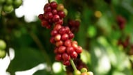 Cà phê giảm tuần thứ 6 liên tiếp, các thương nhân dự đoán giá sẽ còn giảm thêm