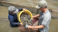 Ở Cà Mau, dân nuôi dày đặc loại cá ngon này, nay xúc lên bán đắt tiền, nhà nào cũng trúng