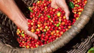 Sự không chắc chắn về triển vọng sản xuất liên tục làm gia tăng biến động giá cà phê