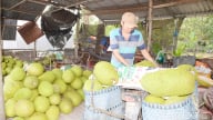 Trước ngày 'nắm tay' Đồng Tháp, ở Tiền Giang giá quả ngon 'rớt cái bịch' , nhà vườn, thương lái ngơ ngác, quả gì giá bán chỉ 500 đồng/kg?