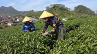 Chè xuân Mộc Châu vào vụ thu hoạch được mong đợi nhất trong năm