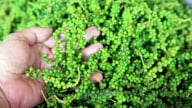 Giá hạt tiêu trong nước và thế giới diễn biến trái chiều, điều gì đang xảy ra?