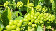 Giá cà phê quay đầu giảm mạnh, nông dân Brazil đẩy mạnh bán cà phê Robusta