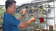 Một anh nông dân Bến Tre nuôi thành công 2 loại chim xuất xứ Malaysia, Pháp, bán cao nhất giá 5 triệu/cặp
