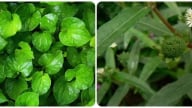 Loại lá nhiều nhan nhản uống mát gan, giải độc nhưng không phải ai cũng biết